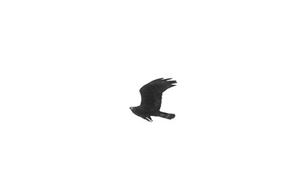 415neals 047zone-tailedhawk.jpg