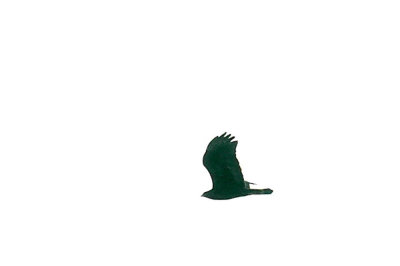 415neals 049zonetailedhawk.jpg