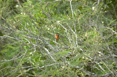 415neals 060rufouscrownedsparrow.jpg