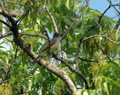 416cooks 001yardashthroated.jpg