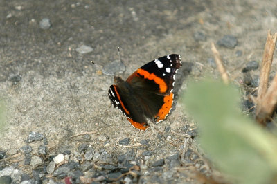 416cooks 011redadmiral.jpg