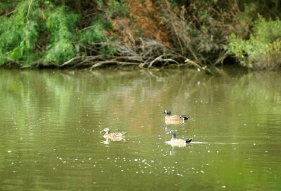 416cooks 022bluewingedteal.jpg