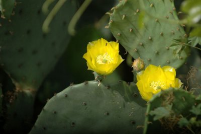 416cooks 029cactusflower.jpg