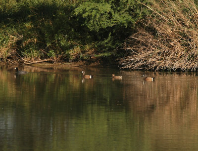 418cooks 009bluewingedteal.jpg