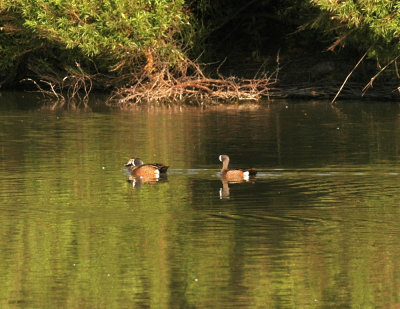 418cooks 011bluewingedteal.jpg