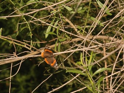 418cooks 014redadmiral.jpg