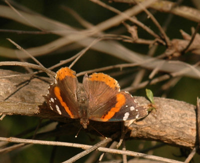 418cooks 015redadmiral.jpg