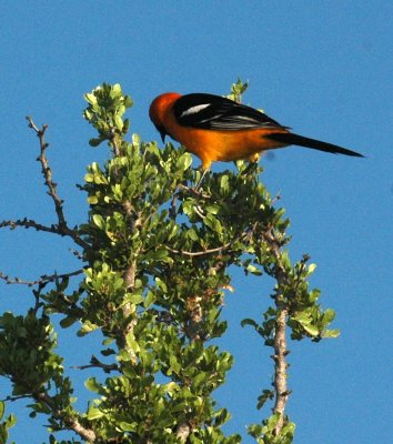 421neals 006hoodedoriole.jpg