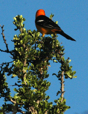421neals 007hoodedoriole.jpg