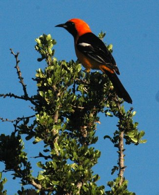 421neals 009hoodedoriole.jpg
