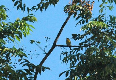 421neals 024singingTropicalParula.jpg