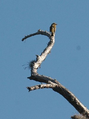 421neals 027summertanager.jpg
