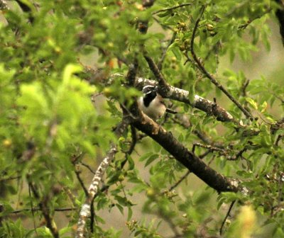 427nealsParkChalkBluff 017blackthroatedsparrow.jpg