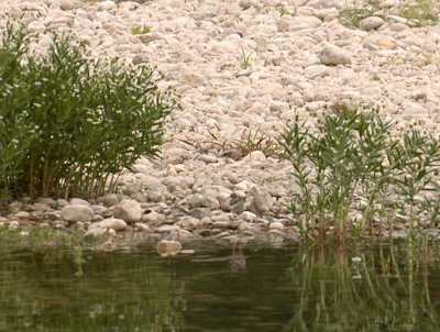 427nealsParkChalkBluff 025spottedsandpiper.jpg