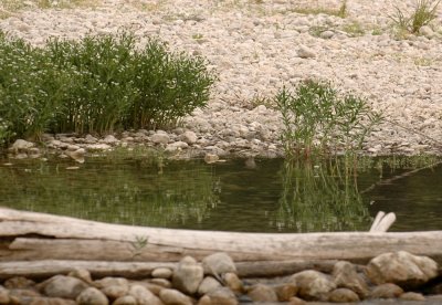 427nealsParkChalkBluff 026spottedsandpiper.jpg