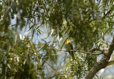 427nealsParkChalkBluff 158yellowthroatedwarbler.jpg