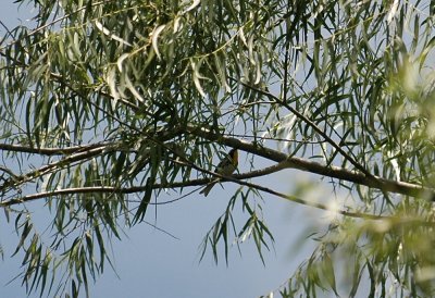 427nealsParkChalkBluff 169yellowthroatedwarbler.jpg
