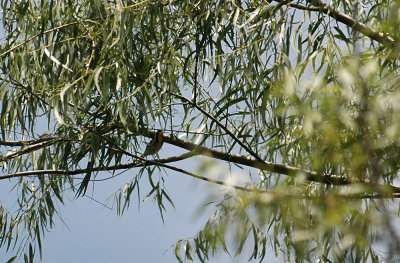 427nealsParkChalkBluff 170yellowthroated.jpg