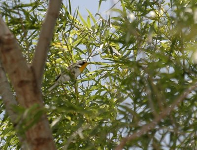 427nealsParkChalkBluff 173yellowthroated.jpg