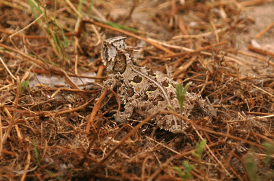 birding Uvalde County...horned toad too