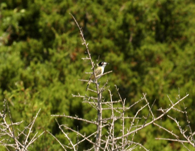 54parkNeals 041blackcappedvireo2.jpg