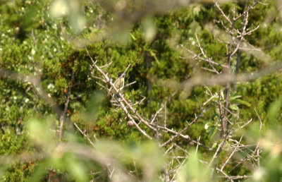 54parkNeals 042blackcappedvireo2.jpg