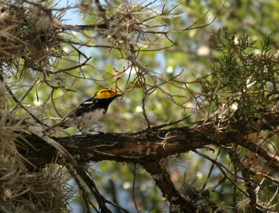 54parkNeals 077goldencheekedwarbler.jpg