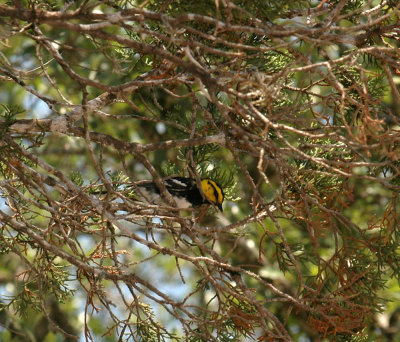 54parkNeals 079goldencheekedwarbler.jpg