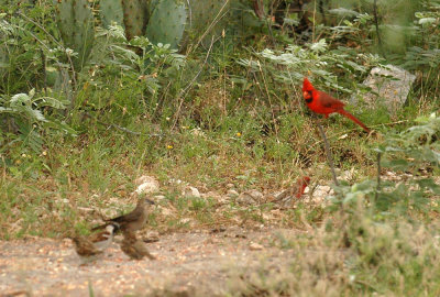 55cincoNeals 010housesparrowscowbirdcardinal.jpg