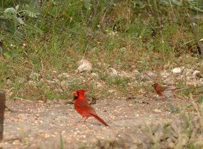 55cincoNeals 012cardinal and house finch.jpg