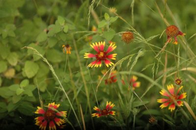55cincoNeals 015indianpaintbrush.jpg