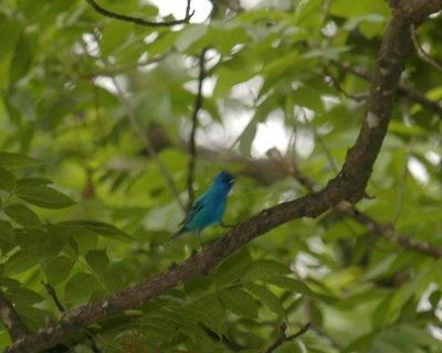 55cincoNeals 049indigobunting.jpg