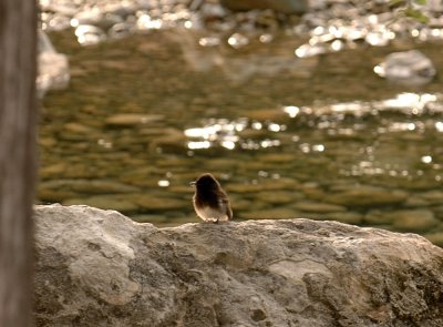 56lastday 017blackphoebe.jpg