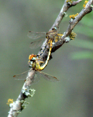 64cooks 099sulphurtippedclubtails.jpg