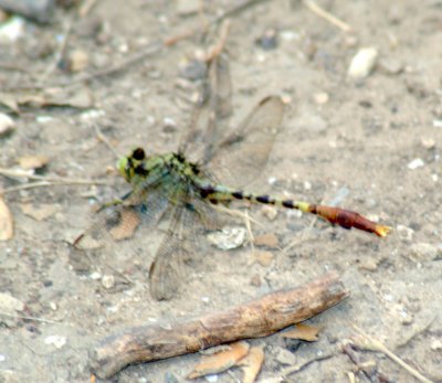 65cooks 027clubtail.jpg