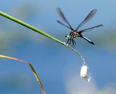 66cooks2 032blue dasher Pachydiplax longipennis.jpg