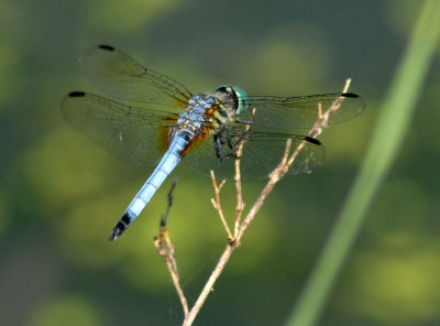 66cooks2 038blue dasher Pachydiplax longipennis.jpg