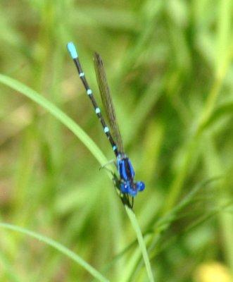 66cooks2 086blueringeddancer Argia sedula.jpg