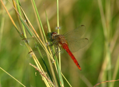66cooks 031redtailedpennant Brochymesia furcata.jpg