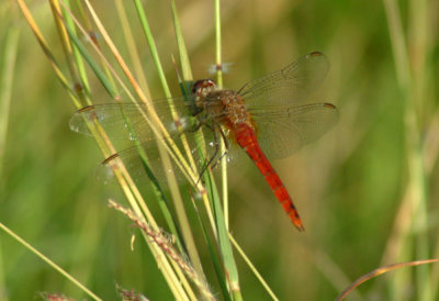 66cooks 032redtailedpennant Brachymesia furcota.jpg