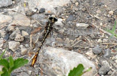 67cooks 065dragonflyzzzzzzzzzzzzz.jpg