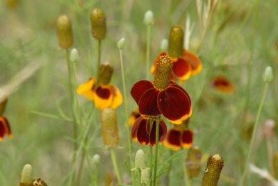 68lovecreekbutterfly 036mexicanhat.jpg