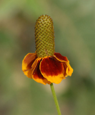68lovecreekbutterfly 045mexicanHat.jpg