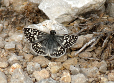 68lovecreekbutterfly 071commoncheckeredskippper.jpg