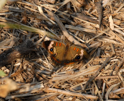 610cooks 041commonbuckeye.jpg