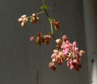 611yardmacro 001pinkvine.jpg