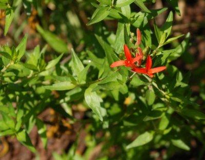 611yardmacro 002hummingbirdbush.jpg