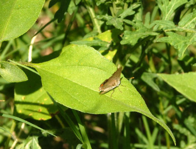 611yardmacro 003hairstreak.jpg