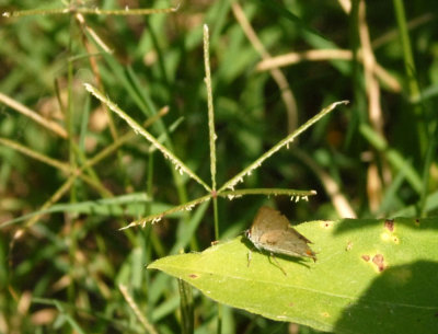 611yardmacro 004hairstreak.jpg