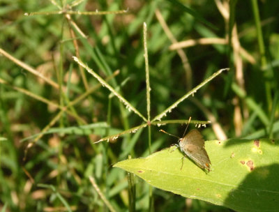 611yardmacro 005hairstreak.jpg